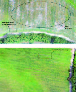 Drone imagery indicates crop damage from feral hogs