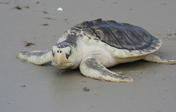 Story Image - Tracking Where, When and Why Sea Turtles Die