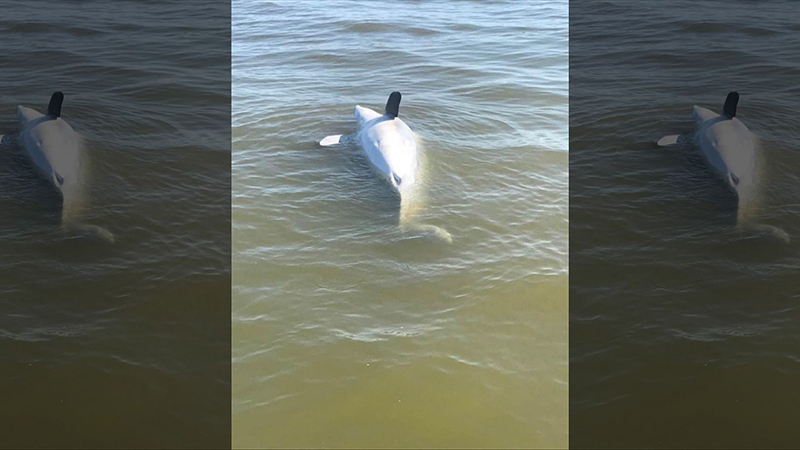 Dolphine wash up on the MS Gulf Coast