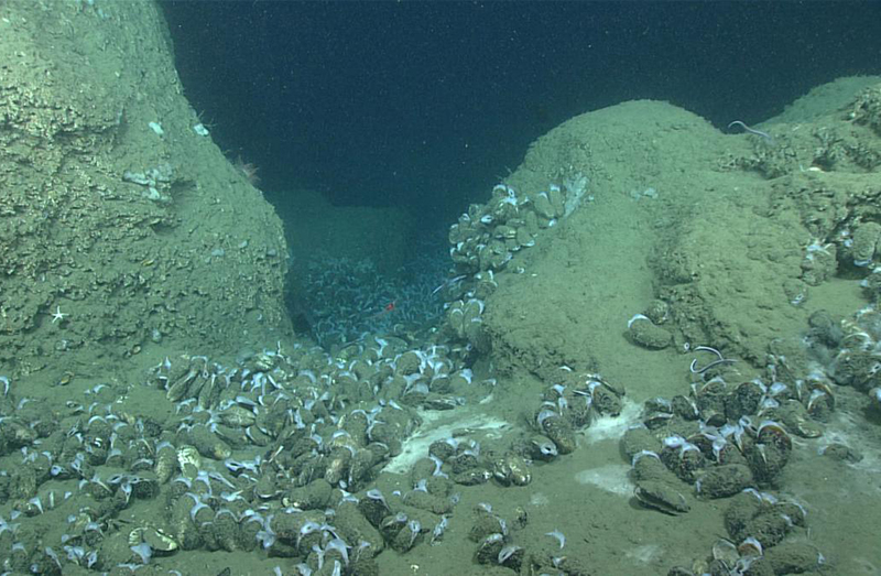 Bathymodiolus mussels and white bacterial mat