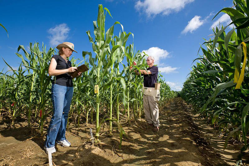 ARS scientists tag corn plants