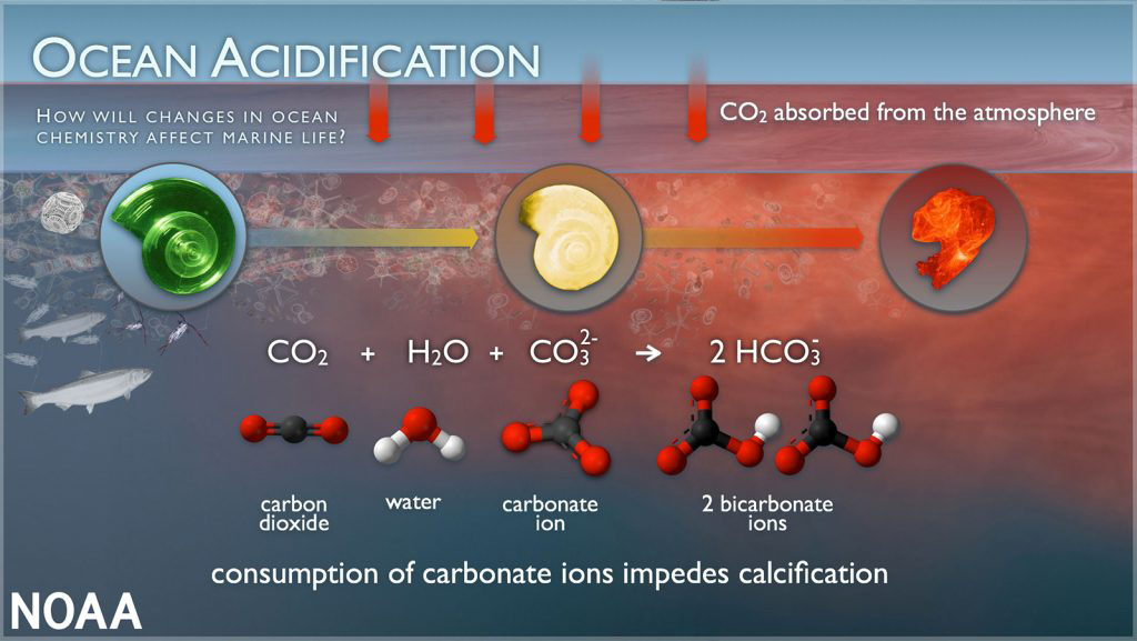 Ocean acidification graphic