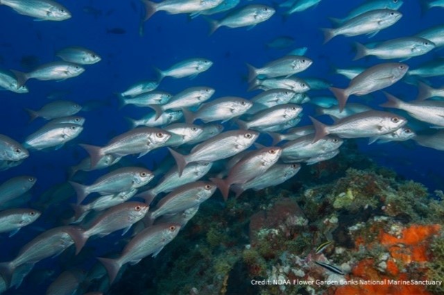 School of vermillion snapper fish