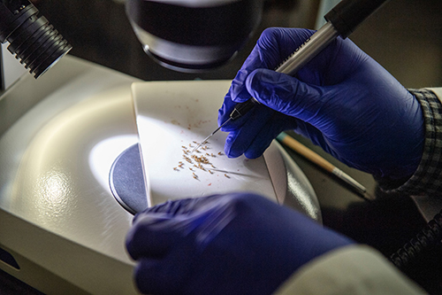 Biological Sciences Matt Ballinger-lab research