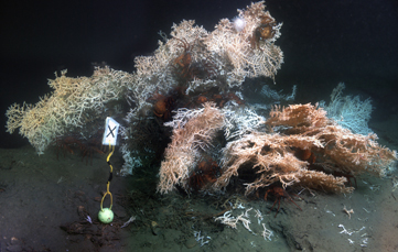 Story Image - NGI and NOAA NCEI Researchers Turn Deep-Sea Coral Data into Interactive Visual Narratives