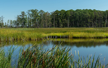 Story Image - MSU's CCS Researcher, Luan, Equates NSF Funding into Environmental, Biological Systems Solutions