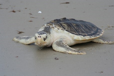 A Kemp's ridley sea turtle on a Texas beach