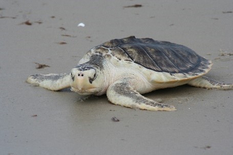 A Kemp's ridley sea turtle on a Texas beach
