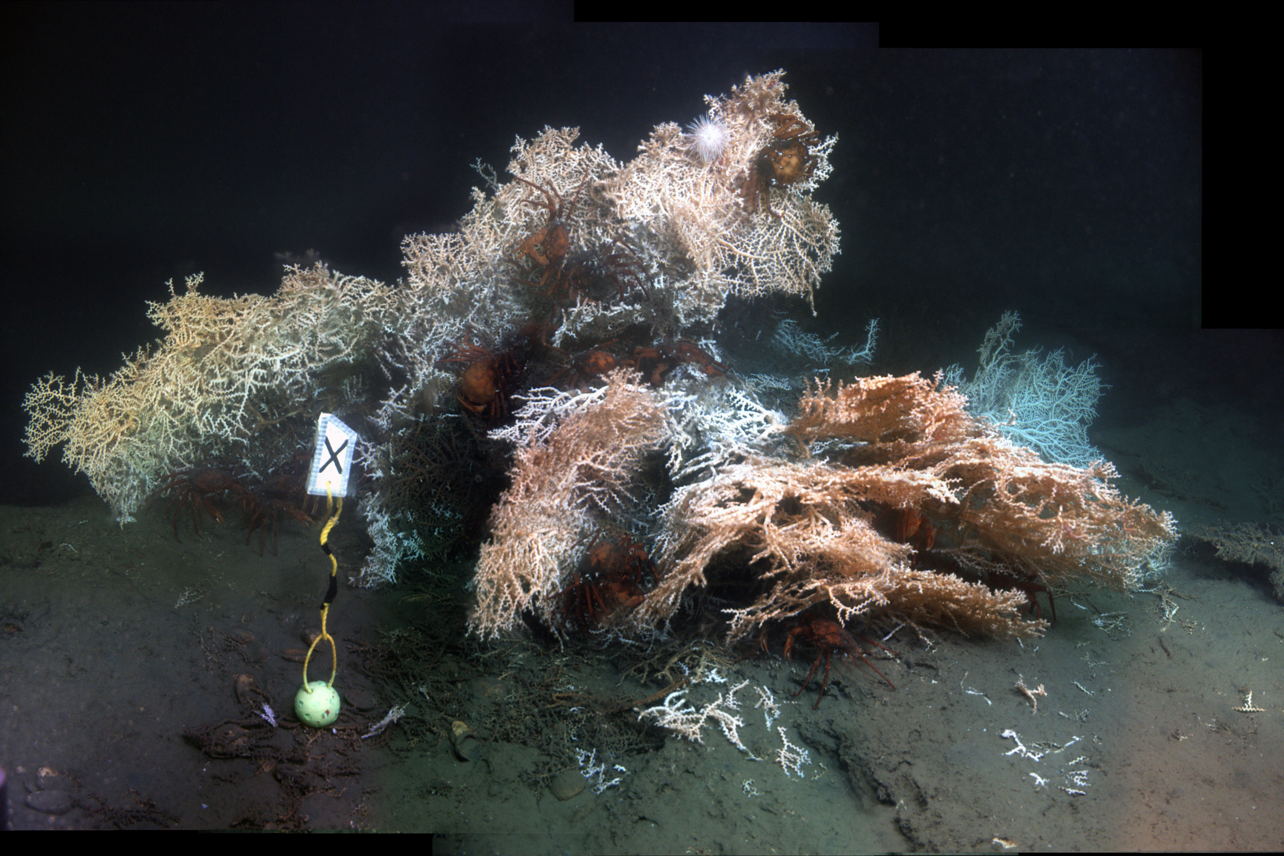 Madrepora oculata colony and with several deep-sea red crab Chaceon quinquedens.