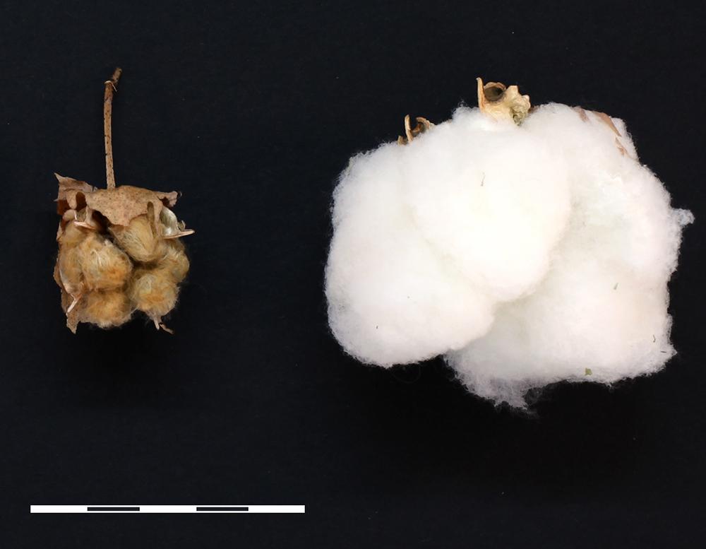 Two cotton bolls for comparison